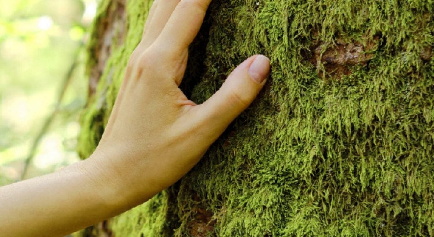 girl hand touches a tree with moss in the wild forest forest ecology picture id1313667314 0 e1663791382864