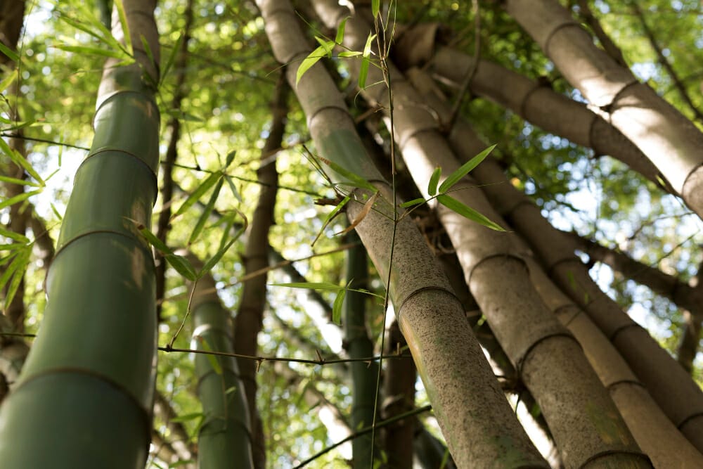 tropischer bambuswald bei tageslicht